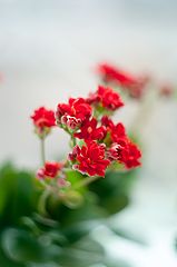 фото "***"