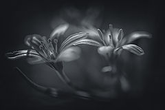 фото "***"
