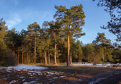 фото "Последний снег"