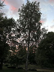 photo "***"