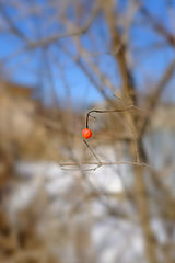 фото "Не сдалась"