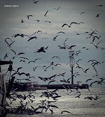 фото "seagulls"