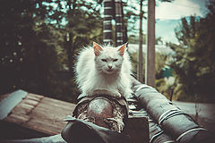 фото "белый кот"