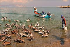 photo "The time to feed the pelicans"