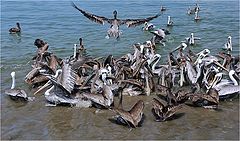 photo "A fight of pelicans"