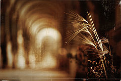 фото "***"