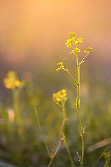 photo "***"
