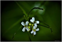 photo "***"