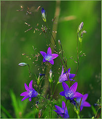photo "***"