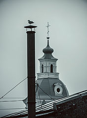 photo "птица на трубе"