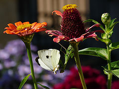 photo "***"
