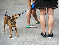 photo "Suffering dog"
