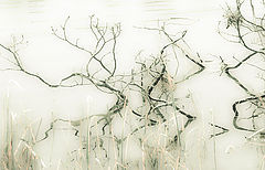 фото "Reflektion"