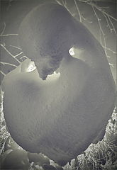 photo "***"