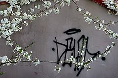 фото "***"