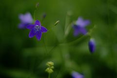 photo "Цветок лесной"