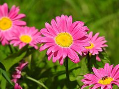 photo "The Summer"