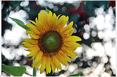 photo "***"
