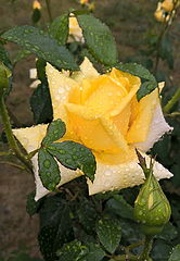 фото "Yellow drops of rain_3"