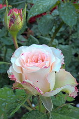 фото "Bud_1"