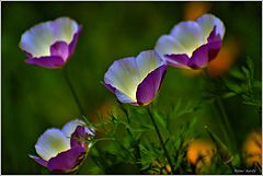 photo "***"