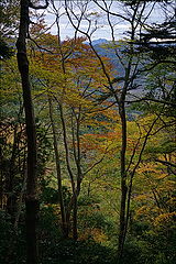 photo "***"