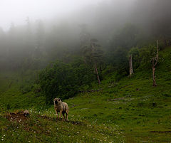 photo "ХОЗЯИН"