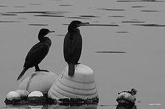 photo "cormorants"