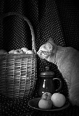 photo "***"