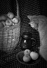 photo "***"