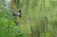 photo "***"