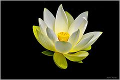 photo "white lotus flower"