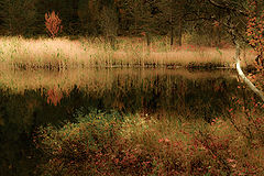 фото "Tarn"