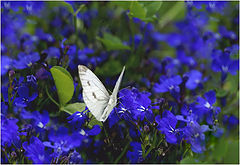 photo "***"