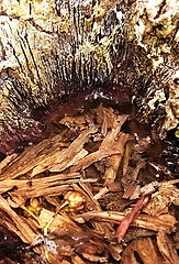 фото "Hollow_1"