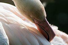 photo "***"