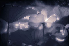 photo "***"