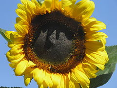 фото "Summer"