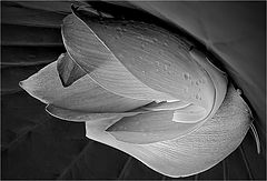 photo "***"