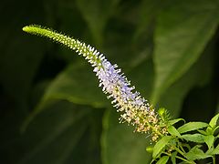 photo "***"