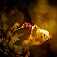 photo "***"