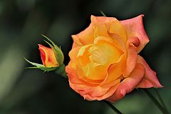 photo "***"