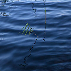 photo "***"