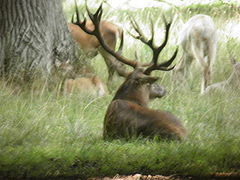 фото "Wildlife"