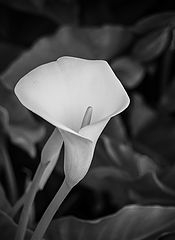 photo "Цветок Калла"