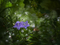 photo "***"