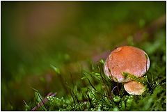 фото "my 4000 th photo on PF"