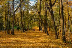 фото "Осень золотая листья рассыпает"