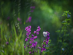 photo "***"