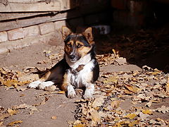фото "Осенний пес"